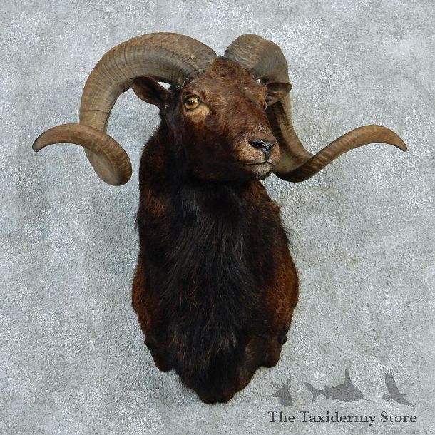 Black Hawaiian Ram Shoulder Taxidermy Mount #12954 For Sale @ The Taxidermy Store