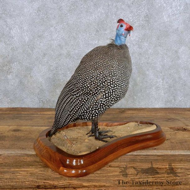 Standing Helmeted Guineafowl Bird Mount For Sale #14437 @ The Taxidermy Store