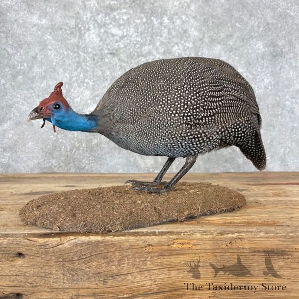 Helmeted Guineafowl Bird Mount For Sale #26977 @ The Taxidermy Store