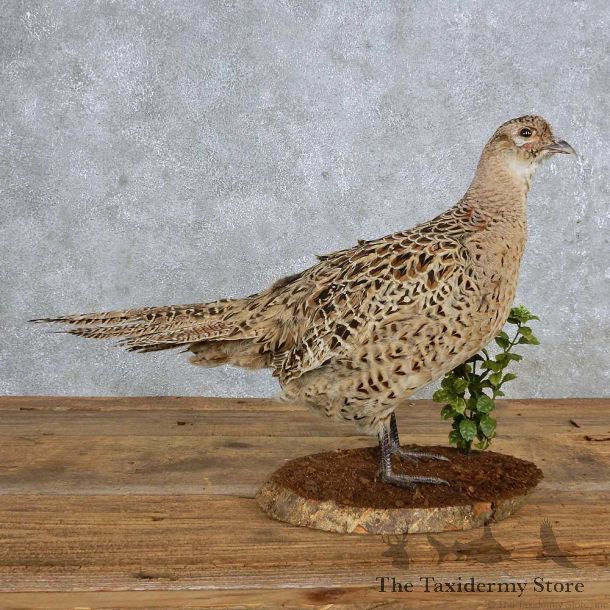 Ringneck Pheasant Hen Bird Mount For Sale #14885 @ The Taxidermy Store