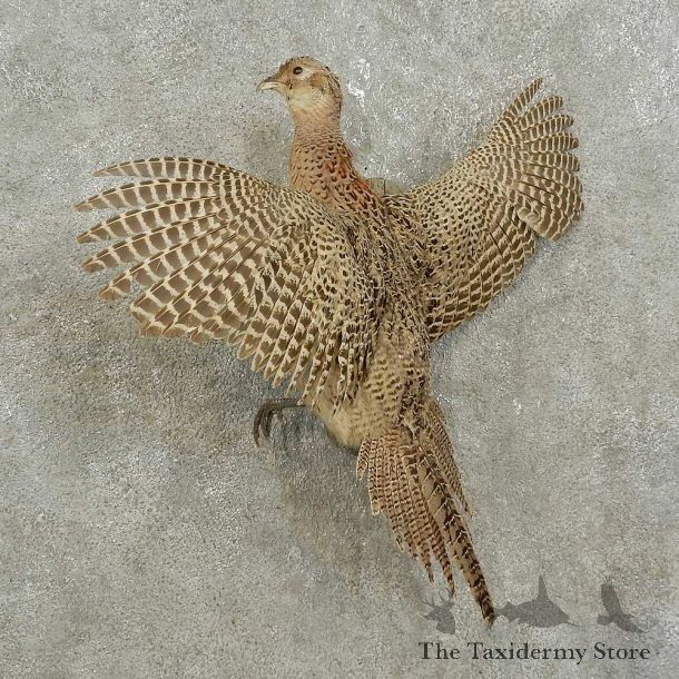 Ruffed Grouse Bird Mount For Sale #15922 @ The Taxidermy Store