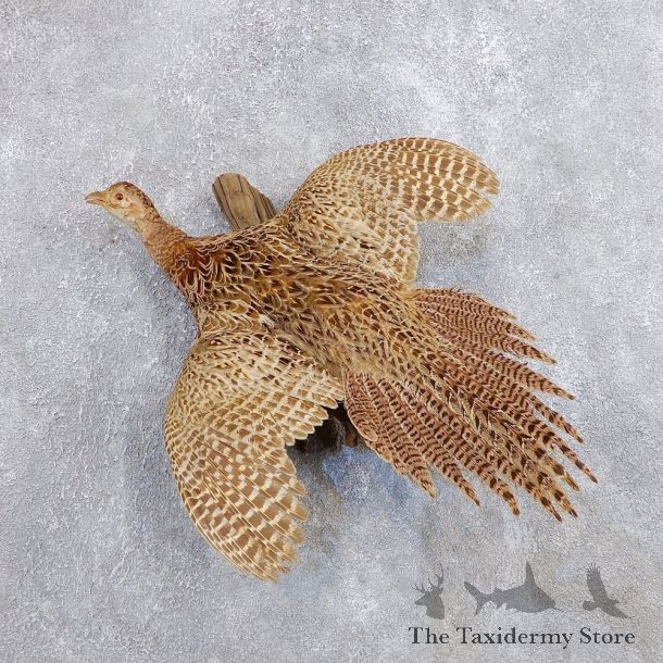 Hen Pheasant Bird Mount For Sale #18696 @ The Taxidermy Store