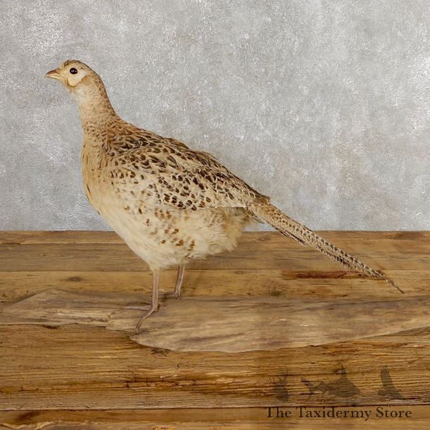 Hen Ringneck Pheasant Bird Mount For Sale #19756 @ The Taxidermy Store