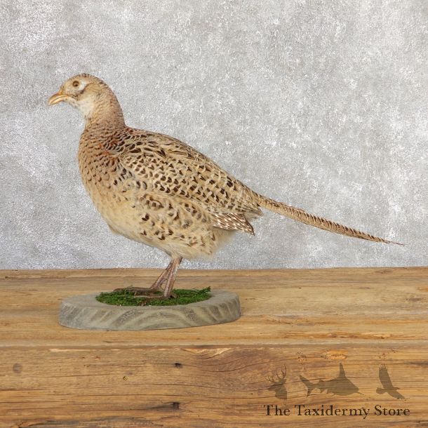 Hen Ringneck Pheasant Bird Mount For Sale #19786 @ The Taxidermy Store