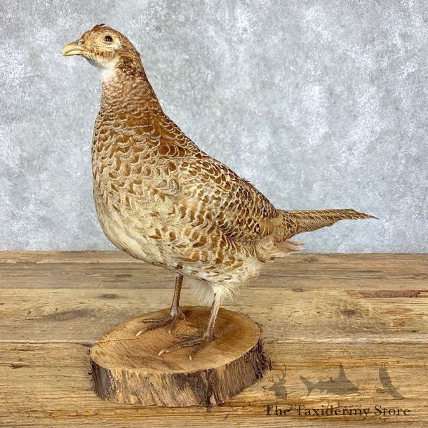 Hen Ringneck Pheasant Bird Mount For Sale #21395 @ The Taxidermy Store