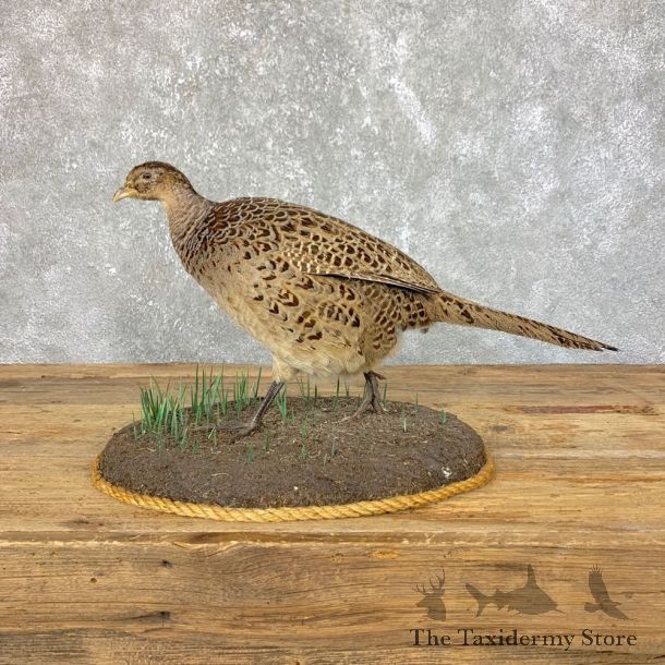 Hen Ringneck Pheasant Bird Mount For Sale #23908 @ The Taxidermy Store