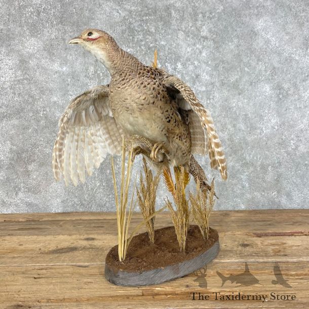 Hen Pheasant Bird Mount For Sale #25796 @ The Taxidermy Store