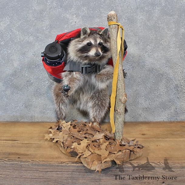 Novelty Hiking / Backpacking Raccoon Mount #10453 For Sale @ The Taxidermy Store