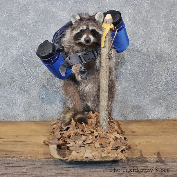 Novelty Hiking / Backpacking Raccoon Mount #10675 For Sale @ The Taxidermy Store