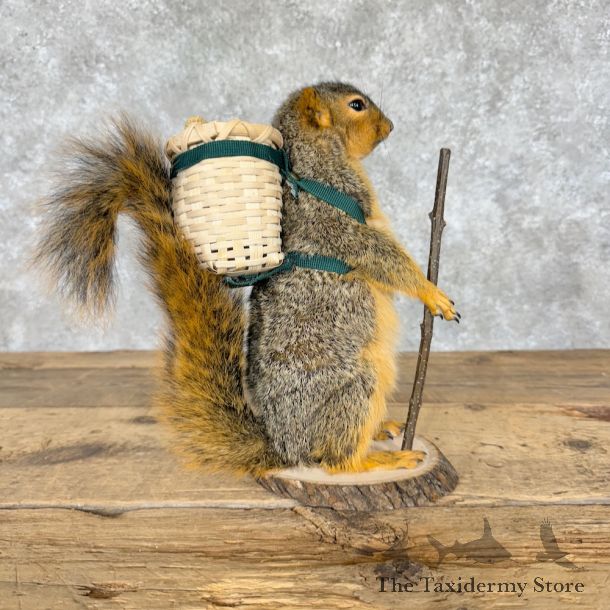 Hunting Squirrel Novelty Mount For Sale #28621 @ The Taxidermy Store
