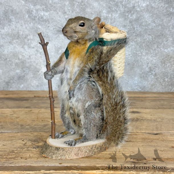 Hiking Squirrel Novelty Mount For Sale #28925 @ The Taxidermy Store