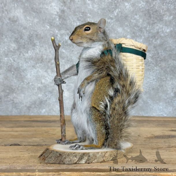 Hiking Squirrel Novelty Mount For Sale #28927 @ The Taxidermy Store