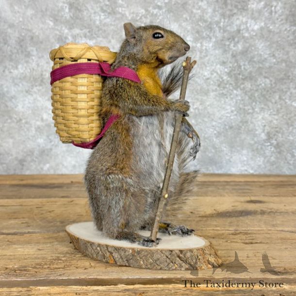 Hiking Squirrel Novelty Mount For Sale #28928 @ The Taxidermy Store