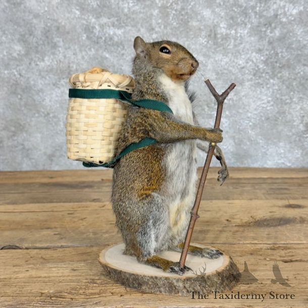 Hiking Squirrel Novelty Mount For Sale #28929 @ The Taxidermy Store