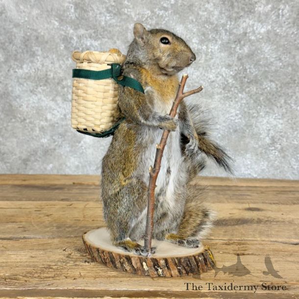 Hiking Squirrel Novelty Mount For Sale #28930 @ The Taxidermy Store