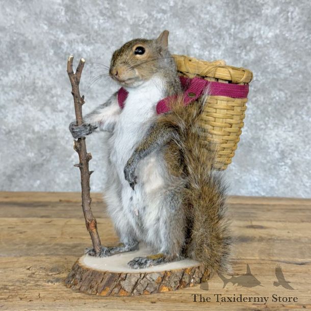 Hiking Squirrel Novelty Mount For Sale #28931 @ The Taxidermy Store