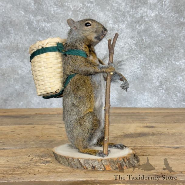 Hiking Squirrel Novelty Mount For Sale #28932 @ The Taxidermy Store