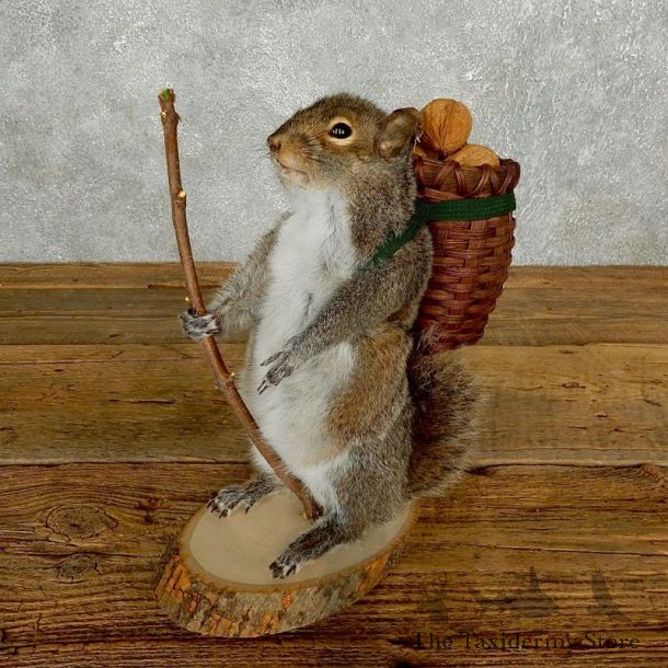 Hiking Squirrel Novelty Mount For Sale #17604 @ The Taxidermy Store
