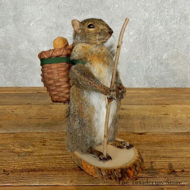 Hiking Squirrel Novelty Mount For Sale #17605 @ The Taxidermy Store