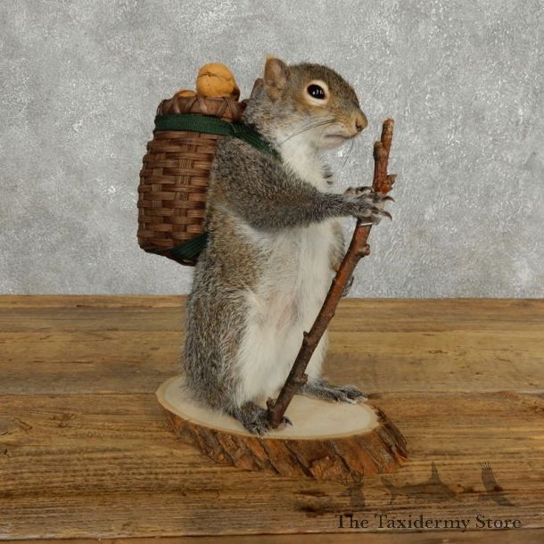 Hiking Squirrel Novelty Mount For Sale #17722 @ The Taxidermy Store