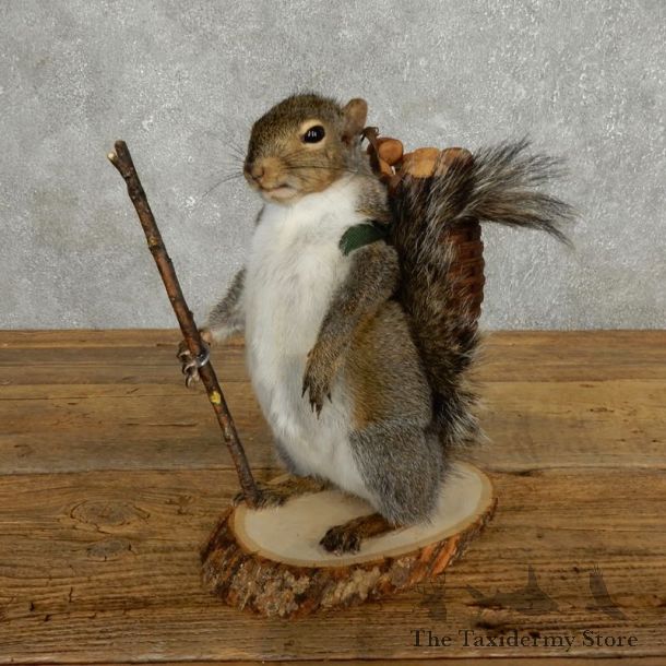 Hiking Squirrel Novelty Mount For Sale #17723 @ The Taxidermy Store