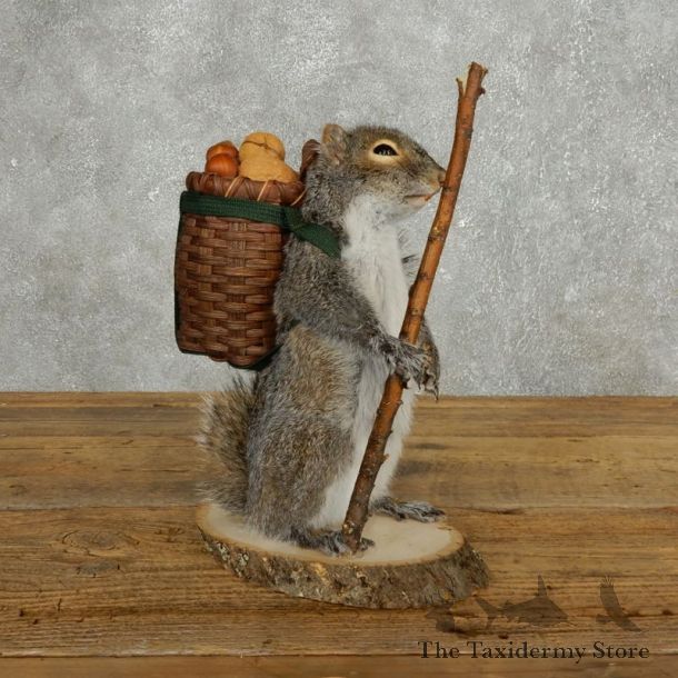 Hiking Squirrel Novelty Mount For Sale #17725 @ The Taxidermy Store