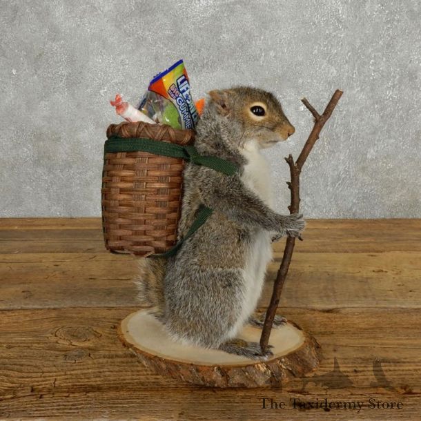 Hiking Squirrel Novelty Mount For Sale #17726 @ The Taxidermy Store