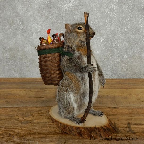 Hiking Squirrel Novelty Mount For Sale #17727 @ The Taxidermy Store