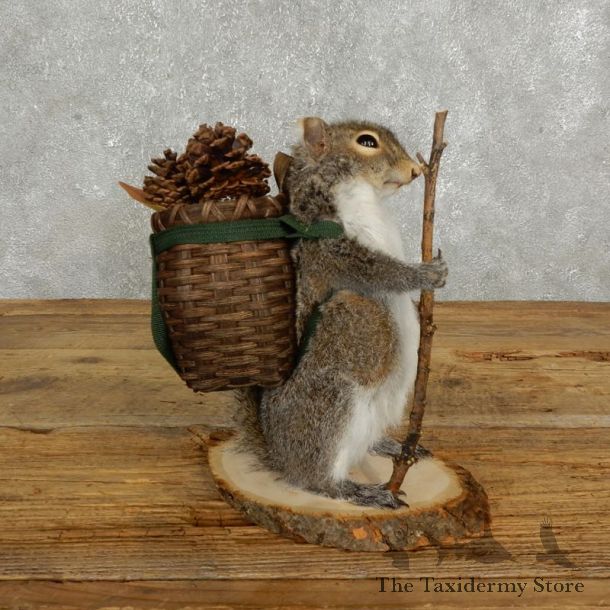 Hiking Squirrel Novelty Mount For Sale #17730 @ The Taxidermy Store