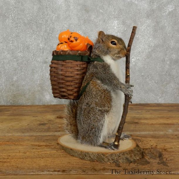 Hiking Squirrel Novelty Mount For Sale #17728 @ The Taxidermy Store
