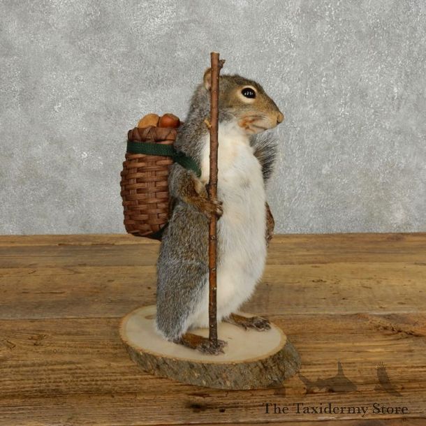 Hiking Squirrel Novelty Mount For Sale #17720 @ The Taxidermy Store