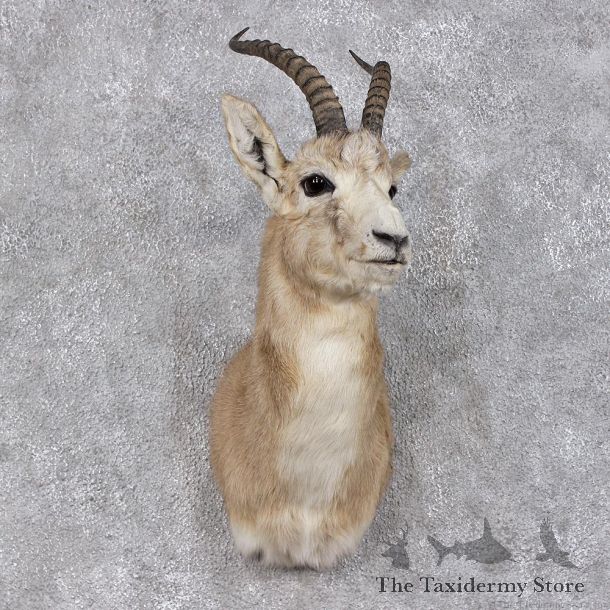 Hillier Goitered Black-tailed Gazelle Shoulder Taxidermy Mount #12464 For Sale @ The Taxidermy Store