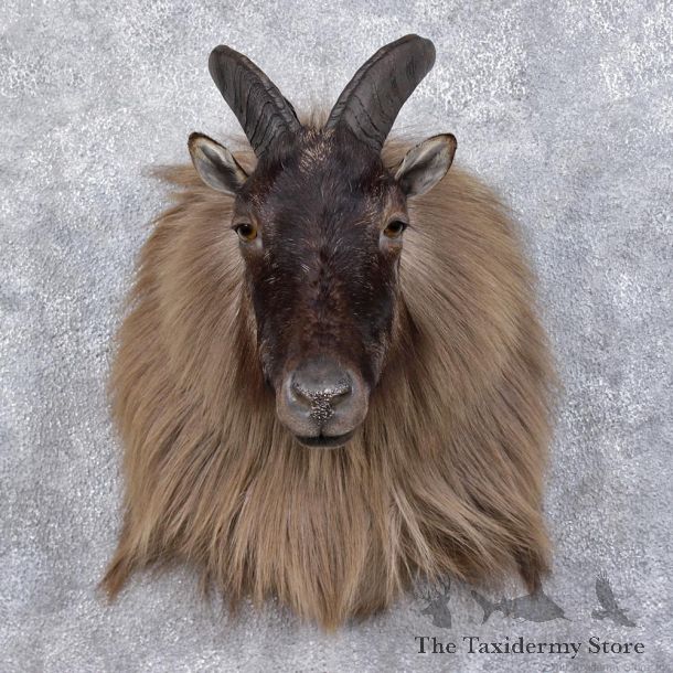 Himalayan Tahr Taxidermy Shoulder Mount #12473 For Sale @ The Taxidermy Store