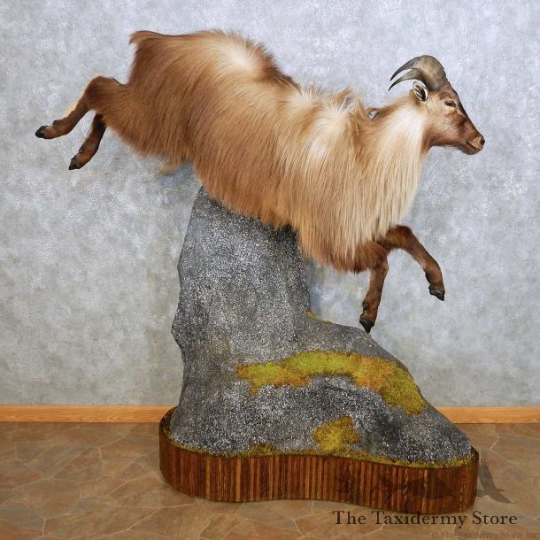 Himalayan Tahr Life Size Mount For Sale #14074 @ The Taxidermy Store