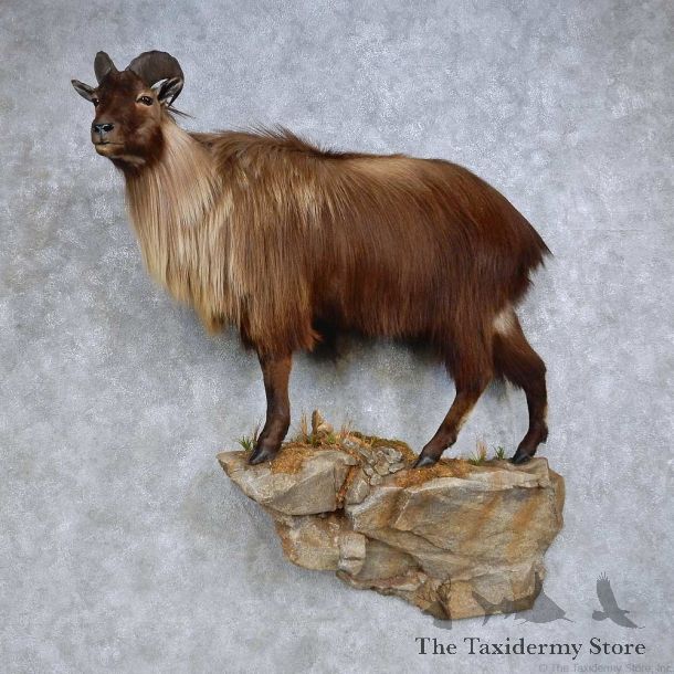 Himalayan Tahr Life Size Mount For Sale #14605 @ The Taxidermy Store