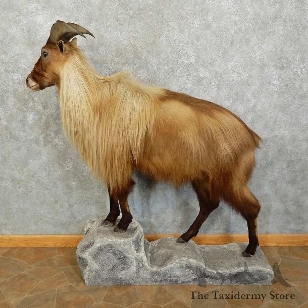 Himalayan Tahr Shoulder Mount For Sale #16038 @ The Taxidermy Store