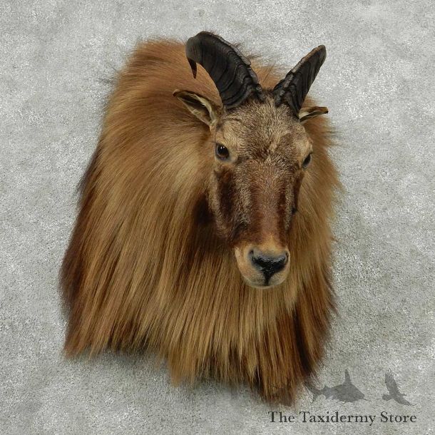 Himalayan Tahr Shoulder Mount #13812 For Sale @ The Taxidermy Store
