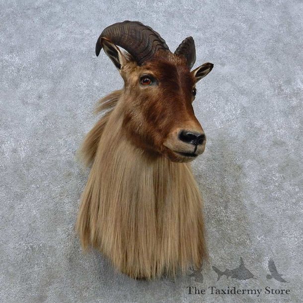 Himalayan Tahr Shoulder Mount For Sale #15037 @ The Taxidermy Store