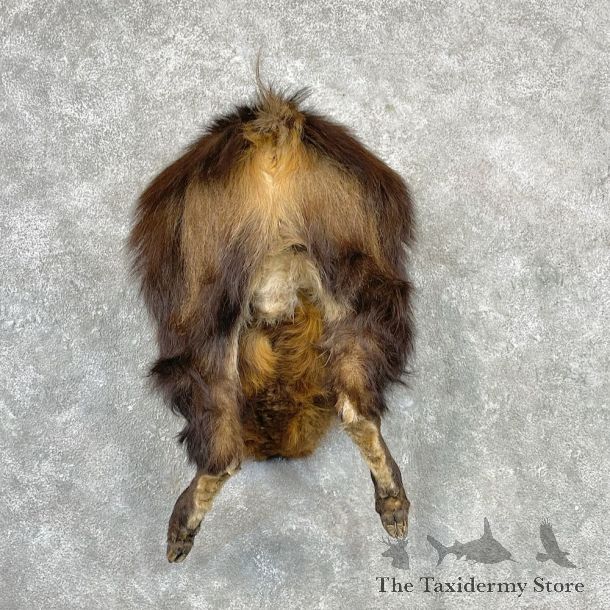 Himalayan Tahr Rear Mount For Sale #27083 @ The Taxidermy Store