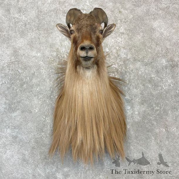 Himalayan Tahr Shoulder Mount For Sale #27157 @ The Taxidermy Store