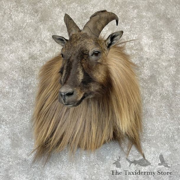 Himalayan Tahr Shoulder Mount For Sale #28177 @ The Taxidermy Store