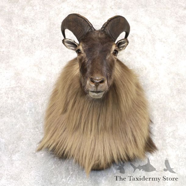 Himalayan Tahr Taxidermy Shoulder Mount #22524 For Sale @ The Taxidermy Store