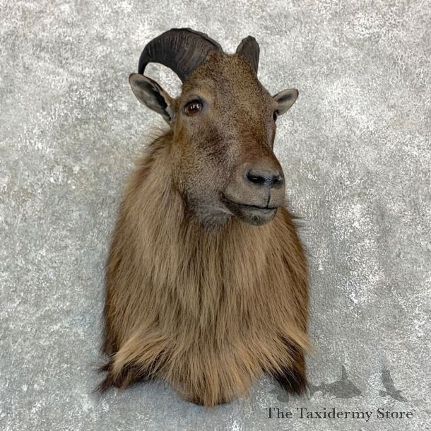 Himalayan Tahr Taxidermy Shoulder Mount #23140 For Sale @ The Taxidermy Store