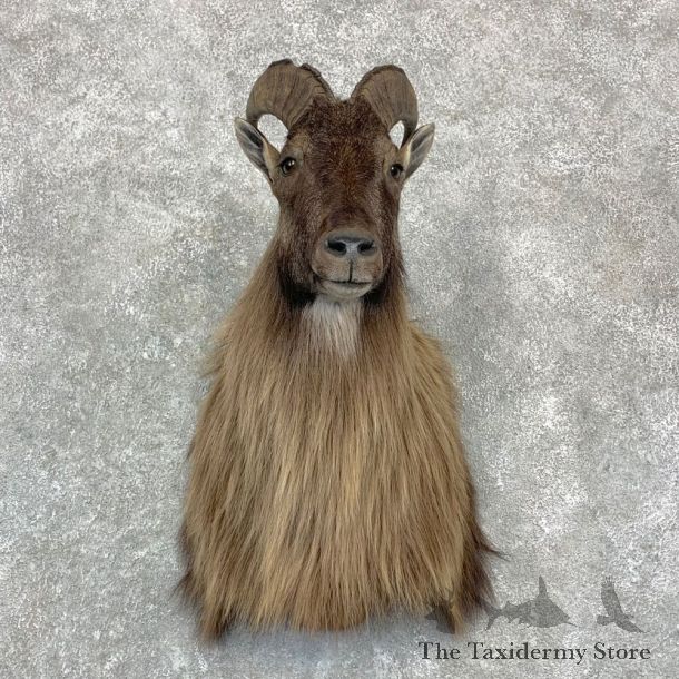 Himalayan Tahr Taxidermy Shoulder Mount #23141 For Sale @ The Taxidermy Store