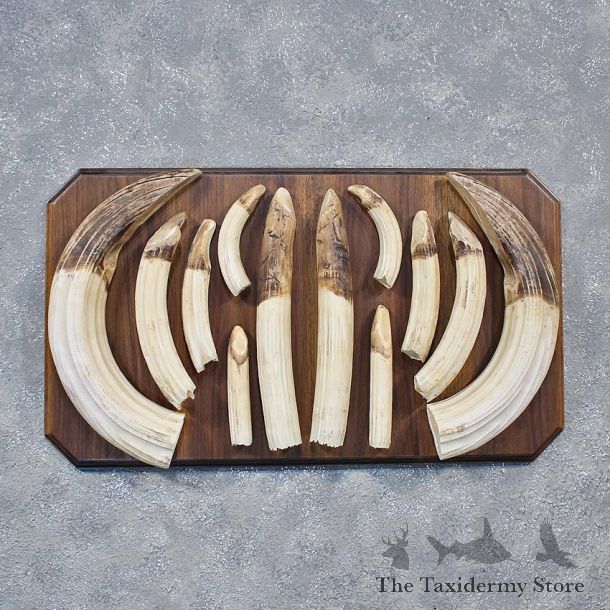Hippo Teeth Tusk Plaque Mount #11888 For Sale @ The Taxidermy Store