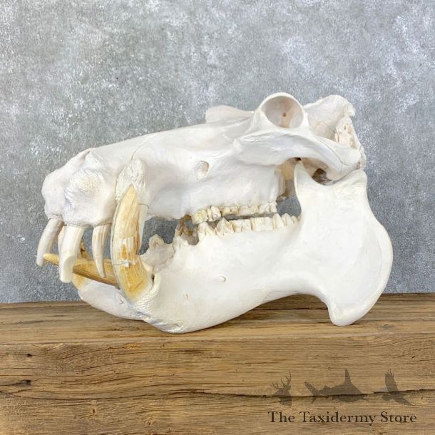 Hippopotamus Full Skull Mount For Sale #23962 @ The Taxidermy Store