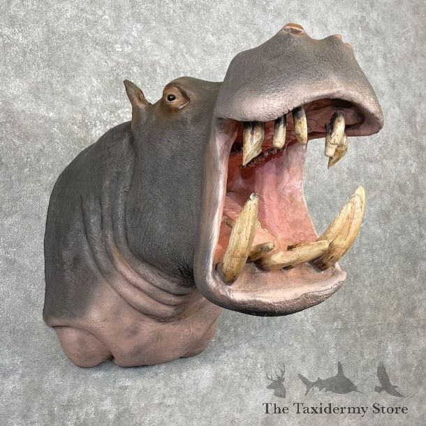 Hippopotamus Shoulder Mount For Sale #26861 @ The Taxidermy Store