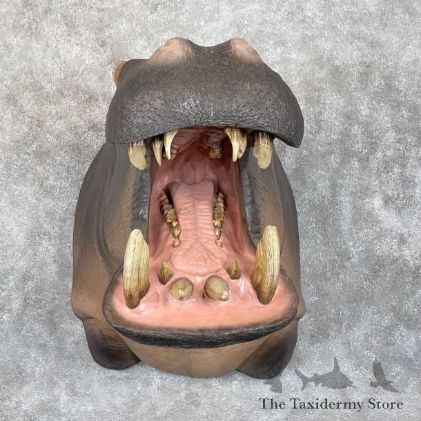 Hippopotamus Shoulder Mount For Sale #28355 @ The Taxidermy Store