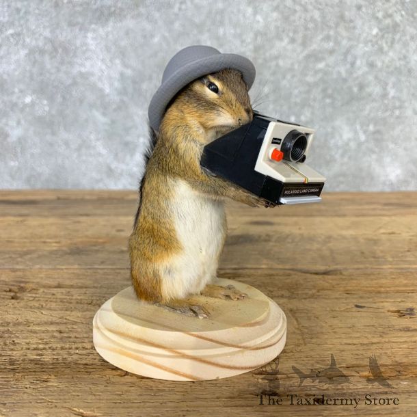 Hipster Chipmunk Novelty Mount For Sale #23239 @ The Taxidermy Store