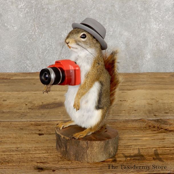 Hipster Squirrel Novelty Mount For Sale #18902 @ The Taxidermy Store